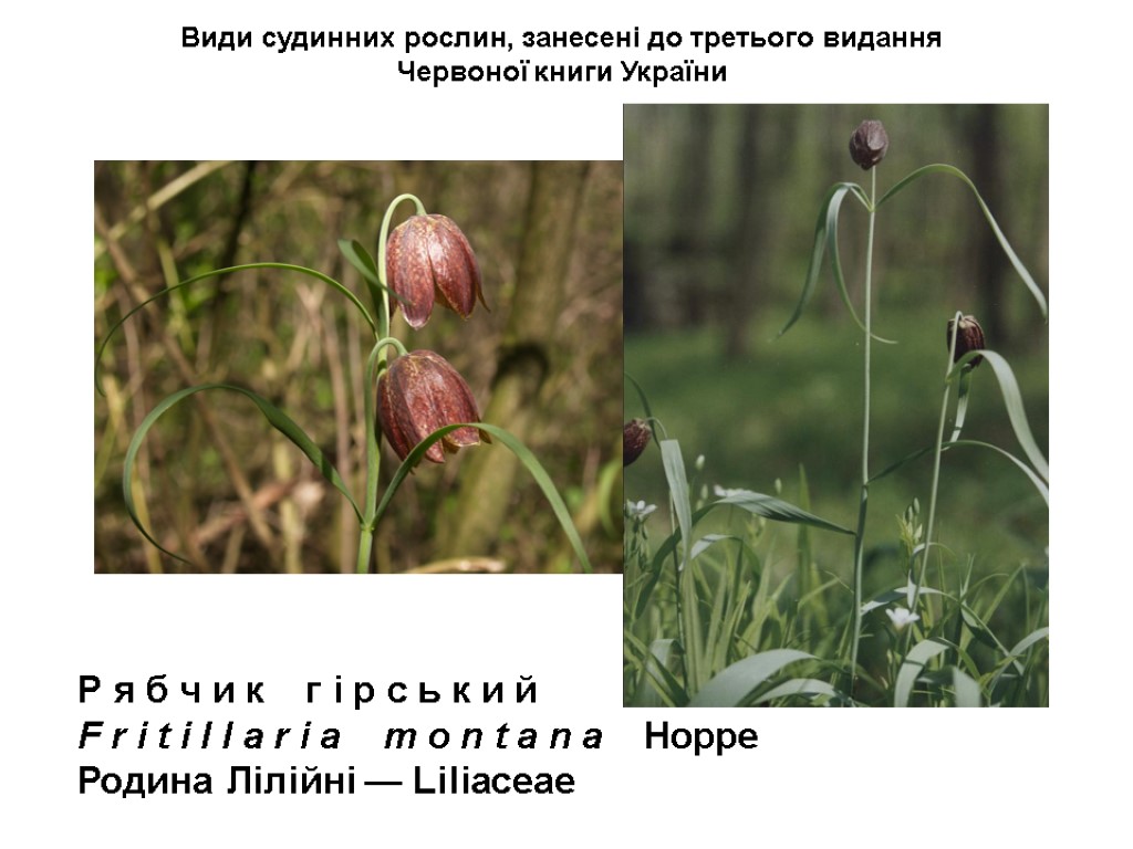 Види судинних рослин, занесені до третього видання Червоної книги України Р я б ч